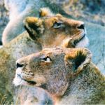 Lionesses Nottens